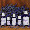Award Winning Lavender Oil lavandula Angustifolia (Violet Intrigue) 10ml